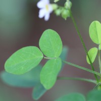 Oxalis barrelieri L.